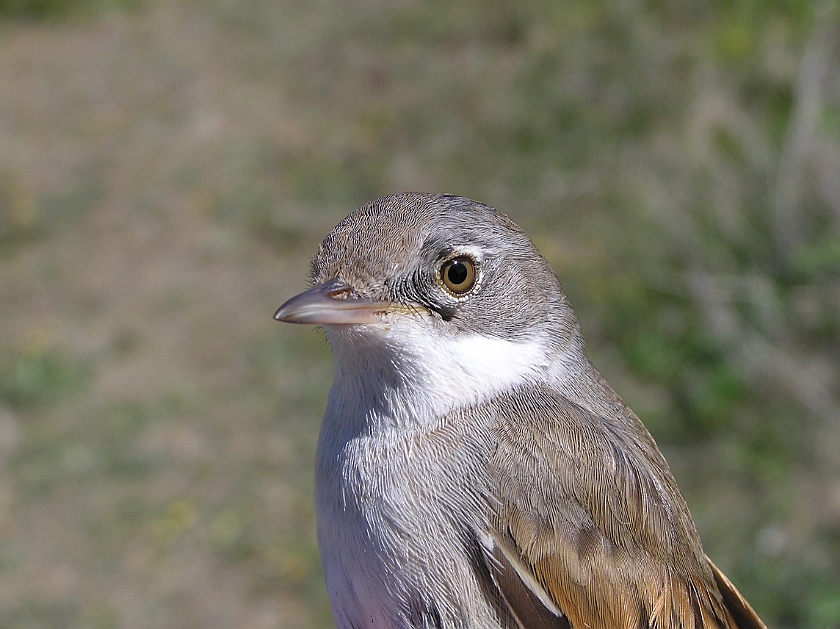 Common Whitethroat, Sundre 20110603